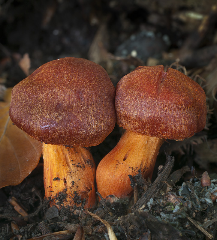 Cortinarius cinnabarinus